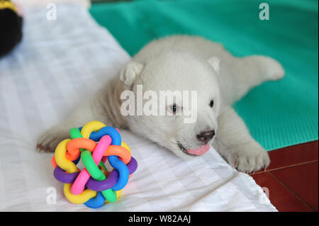 Die neue geboren Polar Bear Cub Irina ist dargestellt in Cairo Polar Aquarium in Cairo City, der ostchinesischen Provinz Shandong, 18. Februar 2017. Irina, Th Stockfoto