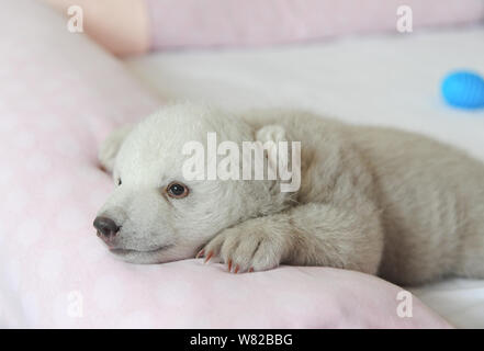 Die neue geboren Polar Bear Cub Irina ist dargestellt in Cairo Polar Aquarium in Cairo City, der ostchinesischen Provinz Shandong, 18. Februar 2017. Irina, Th Stockfoto