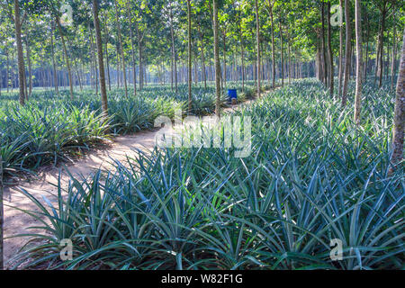 Am frühen Morgen Sonnenschein Filterung durch Gummi Bäume underplanted mit Ananas Pflanzen Stockfoto