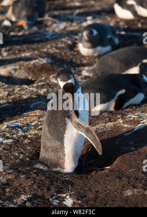 Gentoo Pinguin Kolonie auf sea lion Island, Falkland Inseln, mit einigen Sitzen auf den Eiern Stockfoto