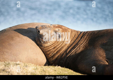 Elephant seal Dösen auf dem Gras bei Sonnenuntergang auf sea lion Island, Falkland Inseln Stockfoto