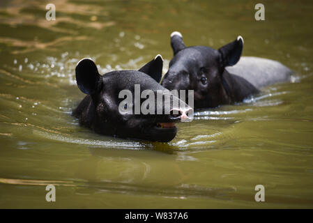 Tapir schwimmen auf dem Wasser im Wildlife Sanctuary/Tapirus terrestris oder Malaiische Tapirus Indicus, selektiver Fokus Stockfoto