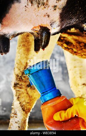 Chinesische cattleman Zeng Bo, ein Doktorat Inhaber, die in der Tierernährung von der Chinesischen Akademie der Wissenschaften, die Milch einer Kuh in seiner Rinder Farm in Daxiawei Dorf Stockfoto