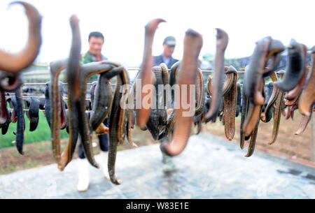 Ansicht der Hirudo medicinalis Medicinalis oder hirudo Fischer in Tancheng county ausgestrahlt wird, Dalian, Provinz Shandong, China 12. April 201 Stockfoto