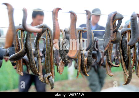 Ansicht der Hirudo medicinalis Medicinalis oder hirudo Fischer in Tancheng county ausgestrahlt wird, Dalian, Provinz Shandong, China 12. April 201 Stockfoto