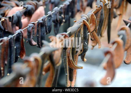 Ansicht der Hirudo medicinalis Medicinalis oder hirudo Fischer in Tancheng county ausgestrahlt wird, Dalian, Provinz Shandong, China 12. April 201 Stockfoto