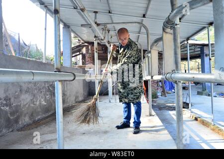 Chinesische cattleman Zeng Bo, ein Doktorat Inhaber, die in der Tierernährung von der Chinesischen Akademie der Wissenschaften, reinigt seine Rinder Farm im Dorf, Liangt Daxiawei Stockfoto