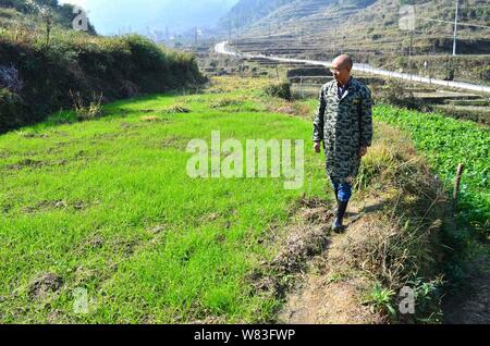 Chinesische cattleman Zeng Bo, ein Doktorat Inhaber, die in der Tierernährung von der Chinesischen Akademie der Wissenschaften, entfernt das Unkraut in seine Rinder Farm in Daxiawei Villa Stockfoto