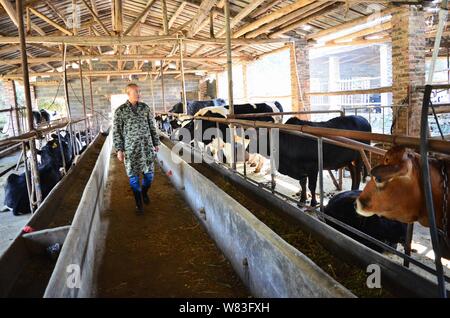 Chinesische cattleman Zeng Bo, ein Doktorat Inhaber, die in der Tierernährung von der Chinesischen Akademie der Wissenschaften, inspiziert seine Rinder Farm in Daxiawei Dorf, Lian Stockfoto