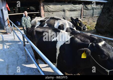 Chinesische cattleman Zeng Bo, ein Doktorat Inhaber, die in der Tierernährung von der Chinesischen Akademie der Wissenschaften, Herden Kühe zu melken Zimmer in seiner Rinder Farm in D Stockfoto
