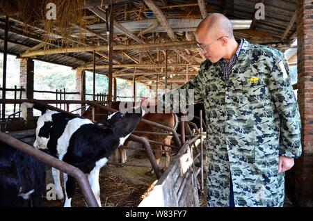 Chinesische cattleman Zeng Bo, ein Doktorat Inhaber, die in der Tierernährung von der Chinesischen Akademie der Wissenschaften, kümmert sich um die Kuh in seine Rinder Farm in Daxiawei v Stockfoto
