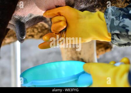 Chinesische cattleman Zeng Bo, ein Doktorat Inhaber, die in der Tierernährung von der Chinesischen Akademie der Wissenschaften, die Milch einer Kuh in seiner Rinder Farm in Daxiawei Dorf Stockfoto