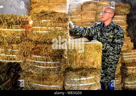 Chinesische cattleman Zeng Bo, ein Doktorat Inhaber, die in der Tierernährung von der Chinesischen Akademie der Wissenschaften, Schecks Heu in seiner Rinder Farm in Daxiawei Dorf, Stockfoto
