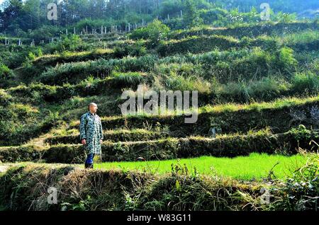 Chinesische cattleman Zeng Bo, ein Doktorat Inhaber, die in der Tierernährung von der Chinesischen Akademie der Wissenschaften, inspiziert seine Rinder Farm in Daxiawei Dorf, Lian Stockfoto