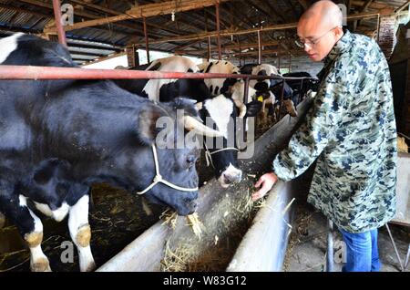 Chinesische cattleman Zeng Bo, ein Doktorat Inhaber, die in der Tierernährung von der Chinesischen Akademie der Wissenschaften, feeds Kuh in seine Rinder Farm in Daxiawei Dorf, Stockfoto