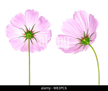 Zwei rosa cosmos Blumen isoliert auf weißem Stockfoto