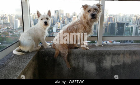 Erwachsener Hund und Welpe an Kamera schaut. Stockfoto