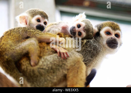 Eine weibliche Totenkopfäffchen ihr Baby tragen und ein Affe cub von der Mutter verlassenen dargestellt in einem Zoo in Qingdao Stadt ist,'s East China Shandong provin Stockfoto