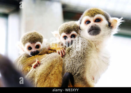 Eine weibliche Totenkopfäffchen ihr Baby tragen und ein Affe cub von der Mutter verlassenen dargestellt in einem Zoo in Qingdao Stadt ist,'s East China Shandong provin Stockfoto