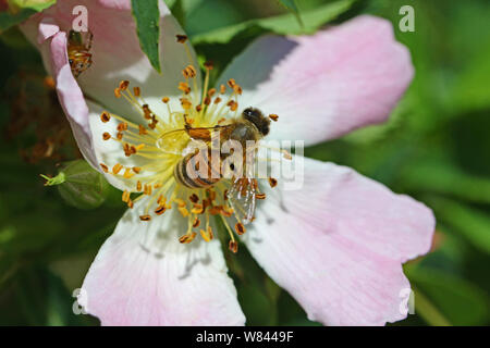 Honig Biene auf einer Wiese Rose oder Wild Rose in voller Blüte im Frühling in Italien Lateinamerika Rosa Canina, Blume oder ein Symbol von Iowa und North Dakota Stockfoto