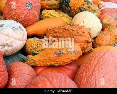 Vielzahl von Kürbis und Squash am Marktplatz Stockfoto