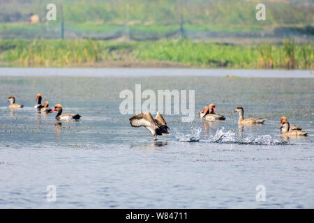 Herde der wandernden roten Crested pochard Aythyinae fliegen auf See. Süßwasser- und an der Küste Vogelarten gesichtet in wasservögel Vedanthangal Vogelschutzgebiet Stockfoto