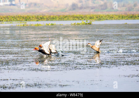 Herde der wandernden roten Crested pochard Aythyinae fliegen auf See. Süßwasser- und an der Küste Vogelarten in den Western Ghats von Sanctu Nelapattu Vogel beschmutzt Stockfoto