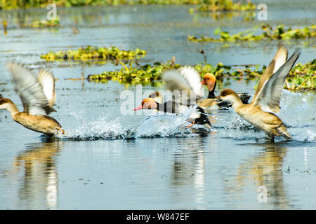 Herde der wandernden roten Crested pochard Aythyinae fliegen auf See. Süßwasser- und an der Küste Vogelarten gesichtet in wasservögel Vedanthangal Vogelschutzgebiet Stockfoto