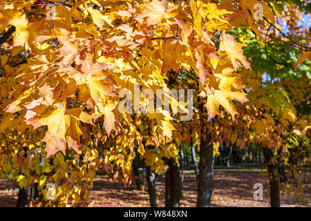 Natürliche herbstliche Hintergrund. Ahorn Zweig mit orange verwelkte Blätter. Detailansicht Stockfoto