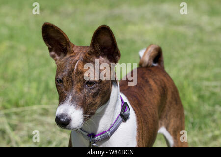 Cute brindle Basenji Welpen steht auf einer grünen Wiese. Heimtiere. Reinrassigen Hund. Stockfoto