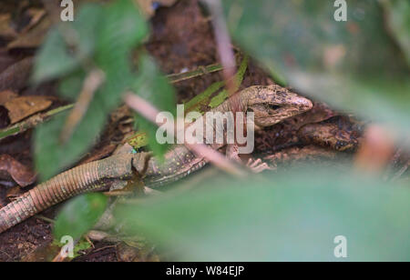 Lizard versteckt im Dschungel, Tambopata Nationalpark, peruanischen Amazonas Stockfoto