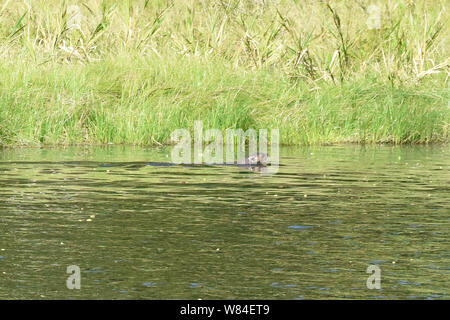 Giant river Otter auf See Chimbadas, Tambopata National Reserve, peruanischen Amazonas Stockfoto