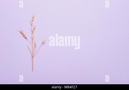 Trockene Ährchen, Gras auf lila Hintergrund. Ansicht von oben, flach. Minimalistischer Herbst Sommer Konzept Stockfoto