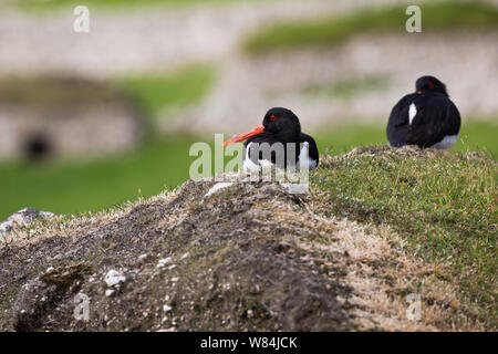 Paar eurasischen ostercatchers ruht auf Hirta, St. Kilda Stockfoto