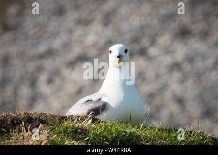 Northern Eissturmvogel ruht auf grasbewachsenen Dach eines cleit, Hirta, St Kilda Stockfoto