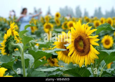 Shijiazhuang, Provinz Hebei Provinz Chinas. 7 Aug, 2019. Touristen anzeigen Sonnenblumen Bei einer Pflanzung in Medan, North China Provinz Hebei, Aug 7, 2019. Credit: Yue Wenting/Xinhua/Alamy leben Nachrichten Stockfoto