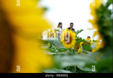 Shijiazhuang, Provinz Hebei Provinz Chinas. 7 Aug, 2019. Touristen anzeigen Sonnenblumen Bei einer Pflanzung in Medan, North China Provinz Hebei, Aug 7, 2019. Credit: Yue Wenting/Xinhua/Alamy leben Nachrichten Stockfoto