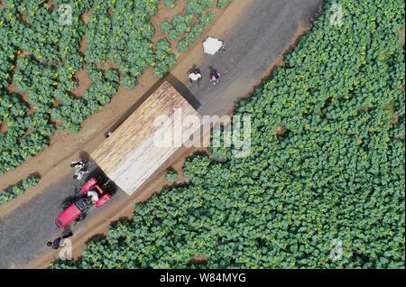 Shijiazhuang, Provinz Hebei Provinz Chinas. 7 Aug, 2019. Touristen anzeigen Sonnenblumen Bei einer Pflanzung in Medan, North China Provinz Hebei, Aug 7, 2019. Credit: Yue Wenting/Xinhua/Alamy leben Nachrichten Stockfoto