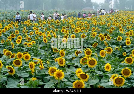 Shijiazhuang, Provinz Hebei Provinz Chinas. 7 Aug, 2019. Touristen anzeigen Sonnenblumen Bei einer Pflanzung in Medan, North China Provinz Hebei, Aug 7, 2019. Credit: Yue Wenting/Xinhua/Alamy leben Nachrichten Stockfoto