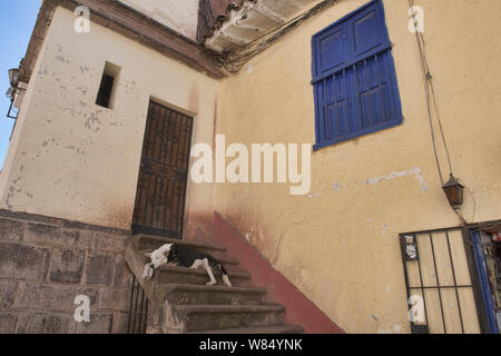 Dog Day Afternoon, Cusco, Peru Stockfoto