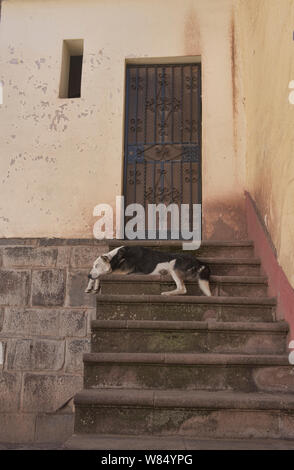 Dog Day Afternoon, Cusco, Peru Stockfoto