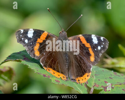 Einen schönen roten Schmetterling Admiral (Vanessa Atalanta) mit Flügeln auf einem Dornbusch Blatt öffnen Stockfoto