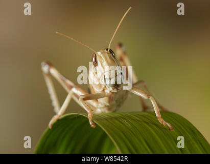 Desert locust (Schistocerca gregaria) Portrait. Stockfoto