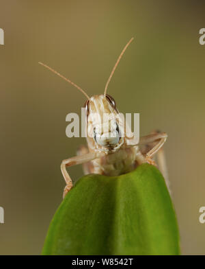 Desert locust (Schistocerca gregaria) Portrait. Stockfoto