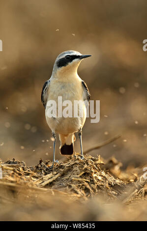 Northern Steinschmätzer (Oenanthe oenanthe) männlichen Erwachsenen im Frühjahr Gefieder Fütterung auf Mist fliegt am Bauernhof midden Heap, Hertfordshire, UK, April Stockfoto