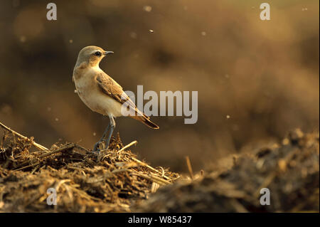 Northern Steinschmätzer (Oenanthe oenanthe) erwachsenen weiblichen Fütterung auf Mist fliegt am Bauernhof midden Heap, Hertfordshire, UK, April Stockfoto