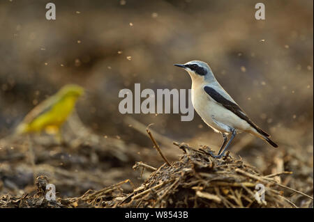 Northern Steinschmätzer (Oenanthe oenanthe) männlichen Erwachsenen im Frühjahr Gefieder Fütterung auf Mist fliegt am Bauernhof midden Heap, Schafstelze im Hintergrund, Hertfordshire, UK, April Stockfoto