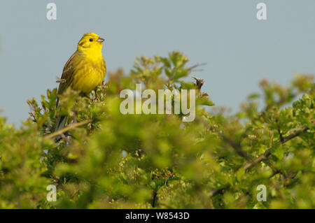 Die Goldammer wären (Emberiza citrinella) männlich im Frühjahr Gefieder in hawthorn Hecke gehockt, Norfolk, UK, April Stockfoto