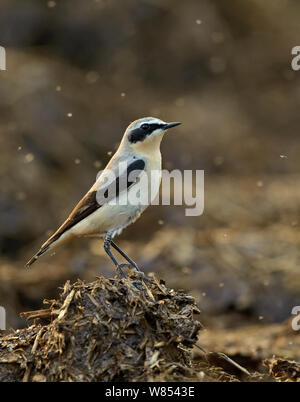 Northern Steinschmätzer (Oenanthe oenanthe) männlichen Erwachsenen im Frühjahr Gefieder Fütterung auf Mist fliegt am Bauernhof midden Heap, Hertfordshire, UK, April Stockfoto