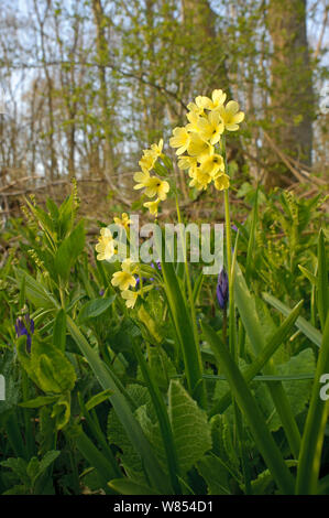 Oxlips (Primula eliator) und Traubenhyazinthen (Muscari Armeniacum) in Blume, Waresley Holz, Cambridgeshire, England, UK, April. Stockfoto